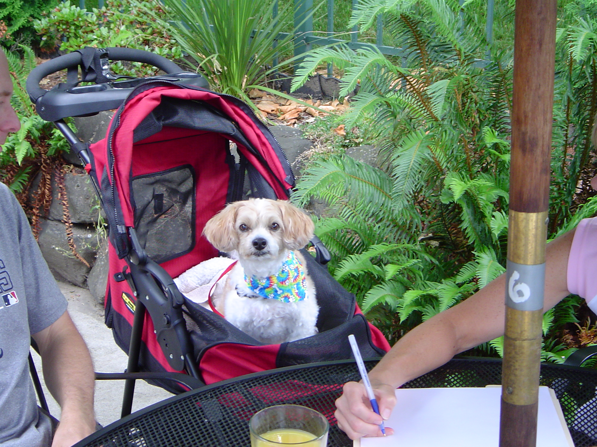 Dog friendly restaurant renton - Plum Delicious
